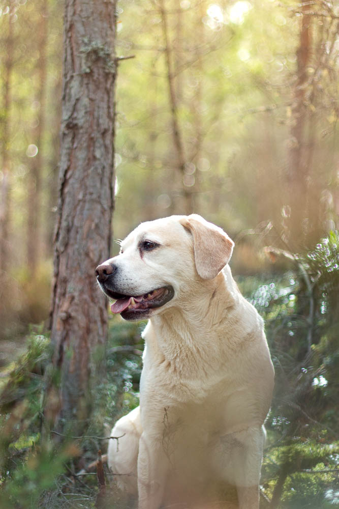A dog sitting in the forest