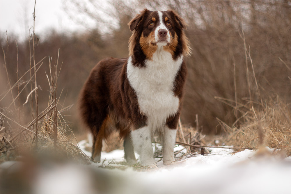 An Australian Shepherd standing in a snowy field.