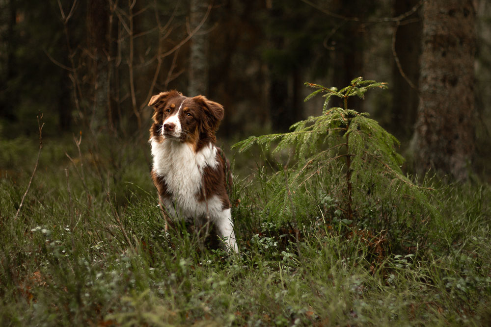 A dog sitting in the forest.