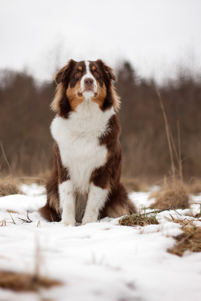A portrait of a dog sitting in a snowy field.