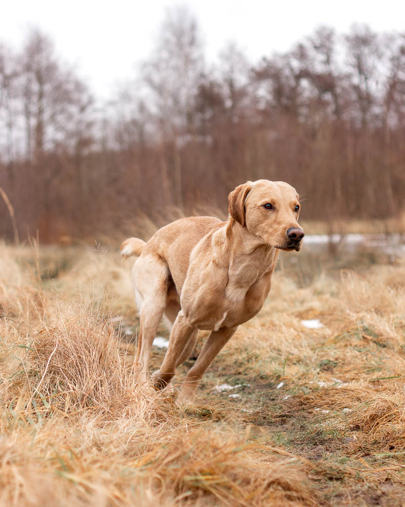 A dog running across a grassy field.