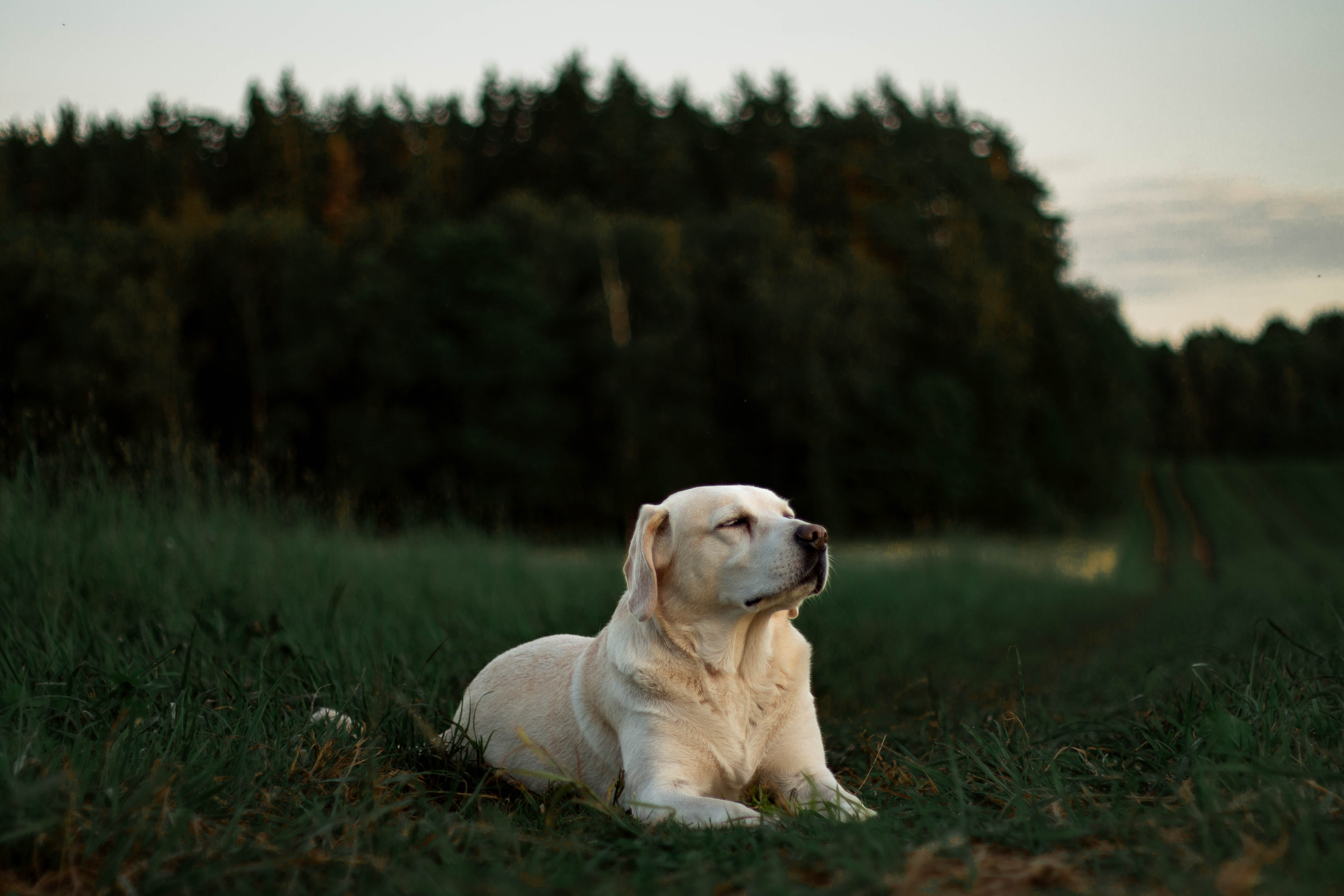 Dog laying in grass