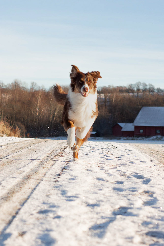 A dog jumping on a snow covered road.
