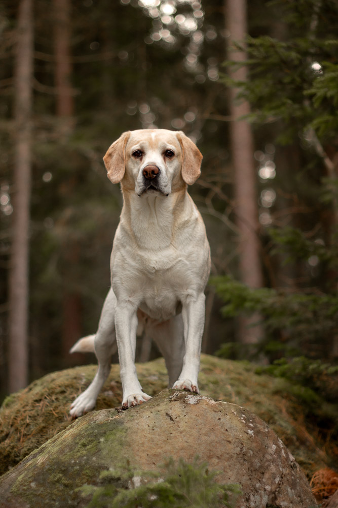 A mixed breed dog standing on a rock.