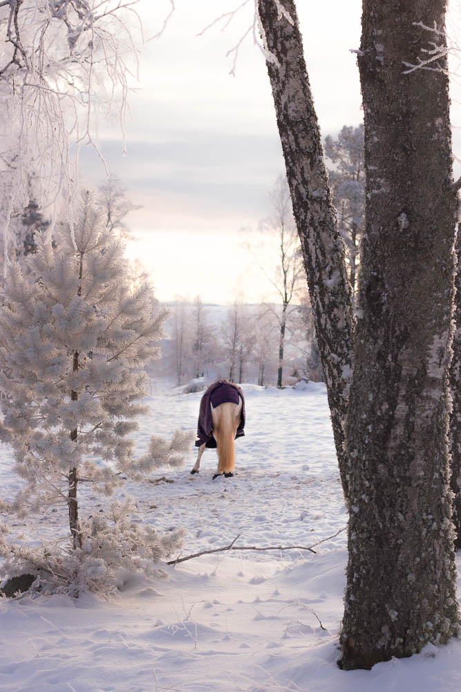 A portrait of a horse in the snow.