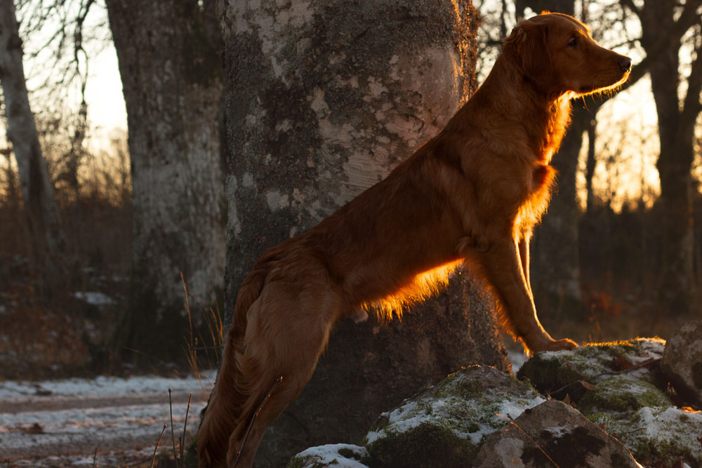 A dog standing on a rock basking in sunlight of the setting sun.