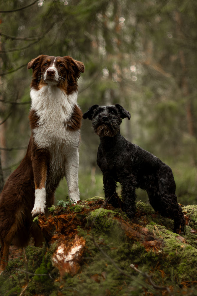 A portrait of two dogs standing in the forest.